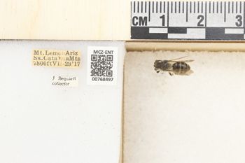 Media type: image;   Entomology 768497 Aspect: Labels